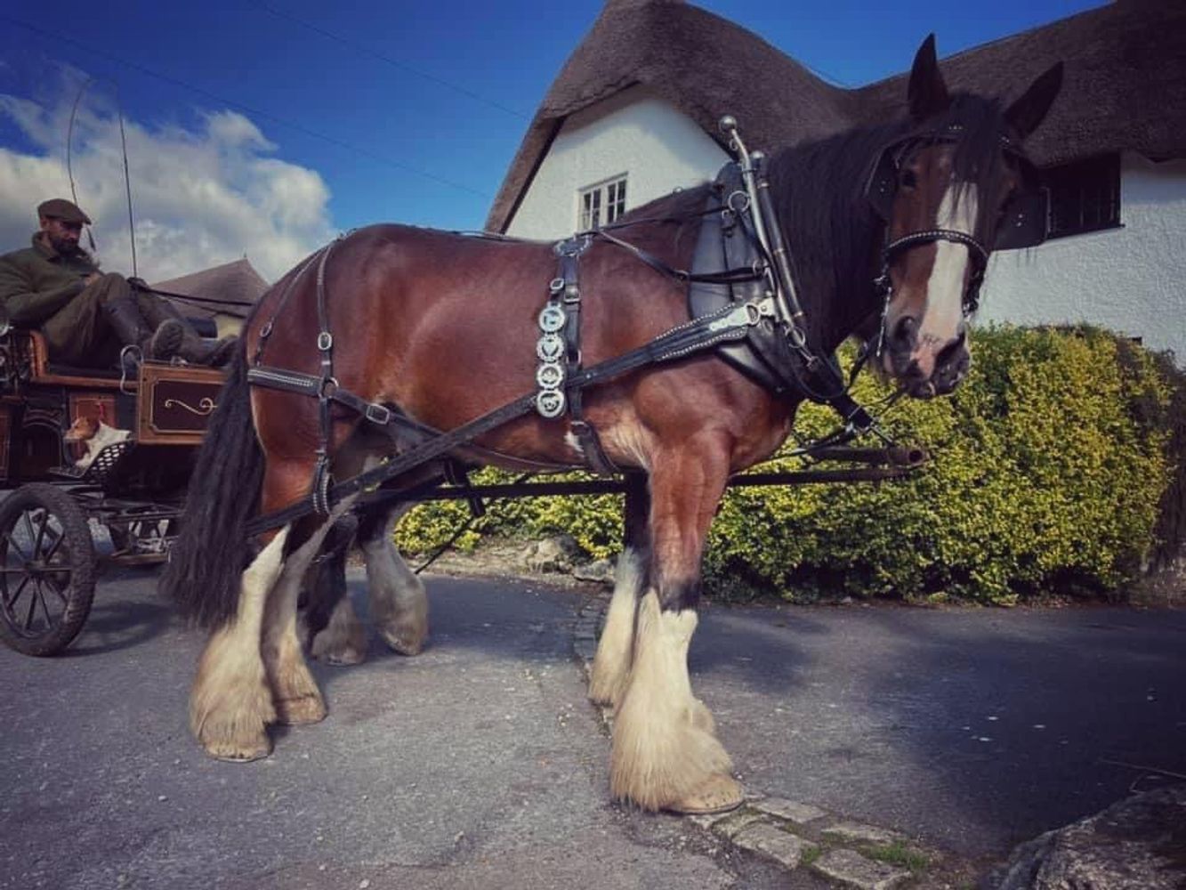 Beyonk 🏞 Dartmoor Village Adventure Shire Horse Carriage Ride 🏞