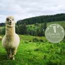 Profile image for Alpacaly Ever After