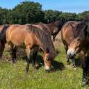 Profile image for Exmoor Pony Project